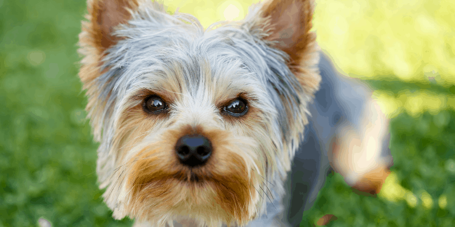 a brown and gray yorkie staring
