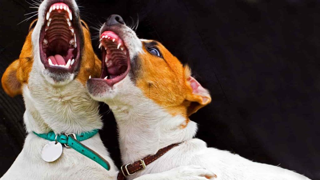 Two brown and white Jack Russell Terriers Biting at each other.