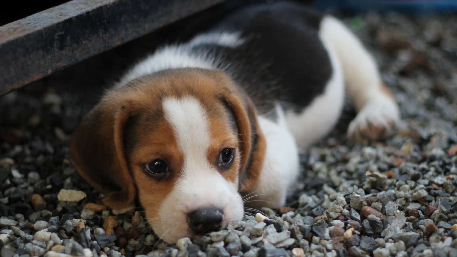 Brown and white Beagle puppy lying on a walkway of small rocks.