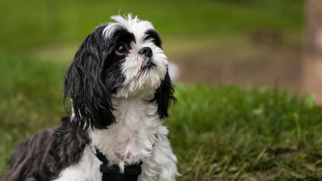 Black and white Shih Tzu looking up while sitting in grass.