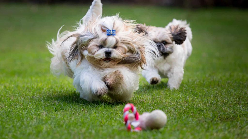 Two shih tzus running in a field of grass chasing a toy.