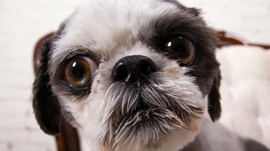 Close up face of a Shih tzu. Large brown eyes black nose white face and black ears.