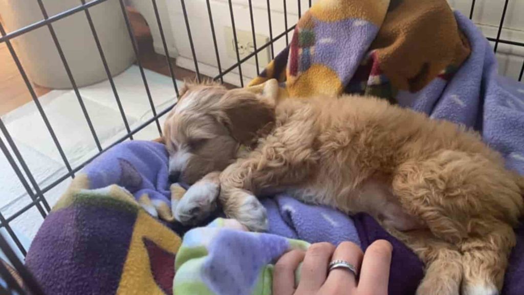 Light brown Cockapoo sleeping on its blanket in a cage.