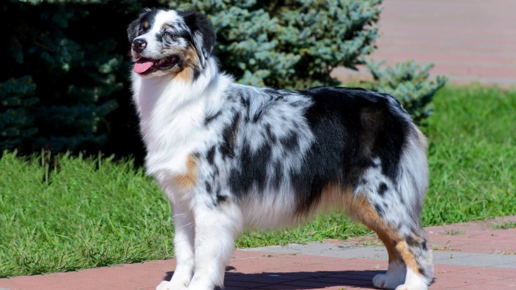 Black and white Australian Shepard standing in the sun on a sidewalk in front of a pine tree.