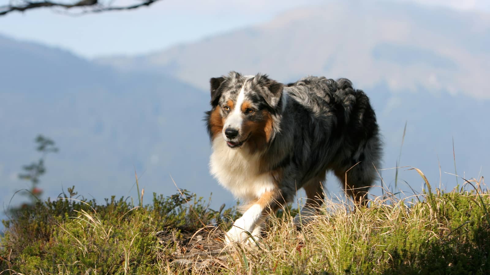 Dark grey and brown Australian Shepard walking through grass on a mountain in front of the view.