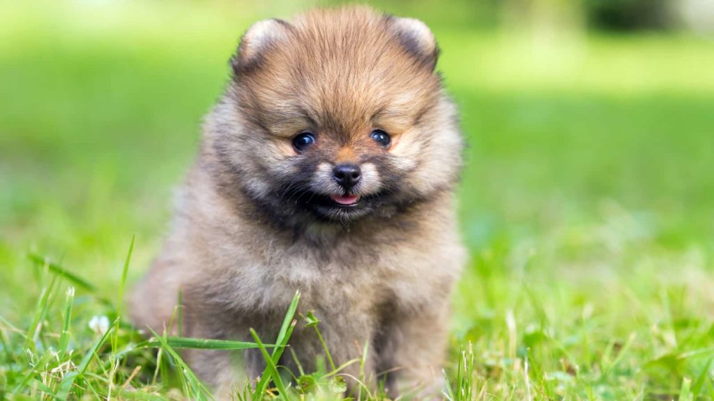 Pomeranian puppy sitting in the grass.