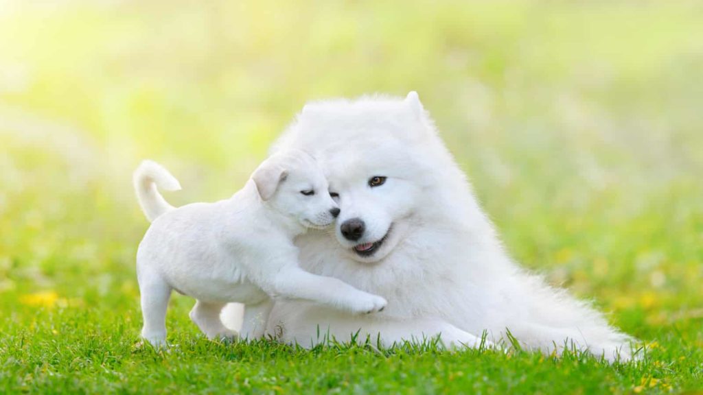 Samoyed with puppy mixed breed