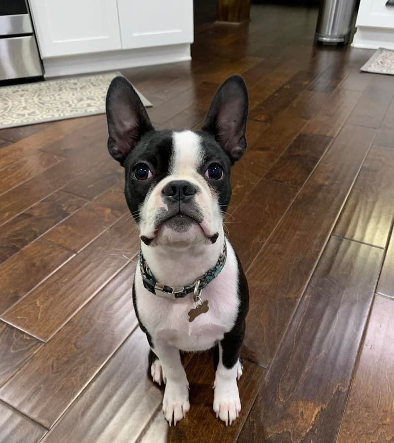 Boston Terrier with pointy ears