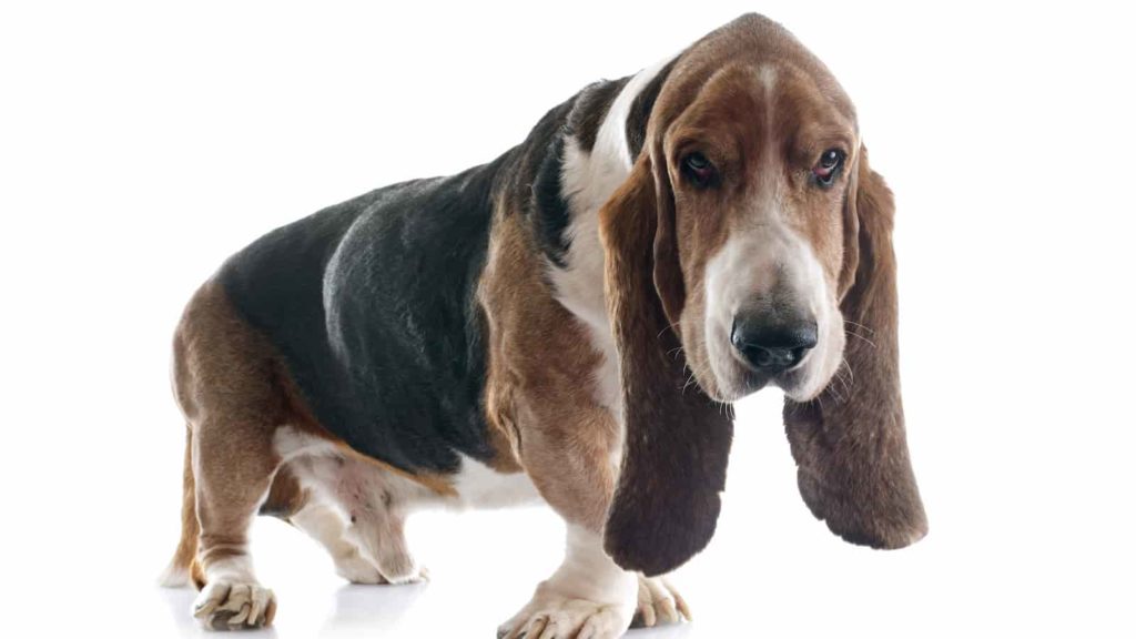 Basset hound standing looking sad