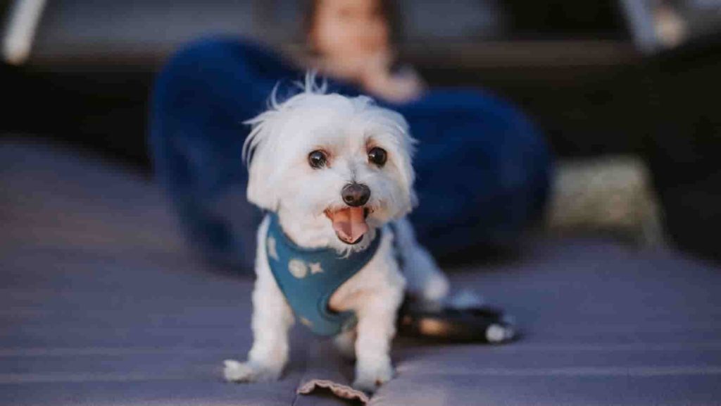 Maltese dog with blue harness

