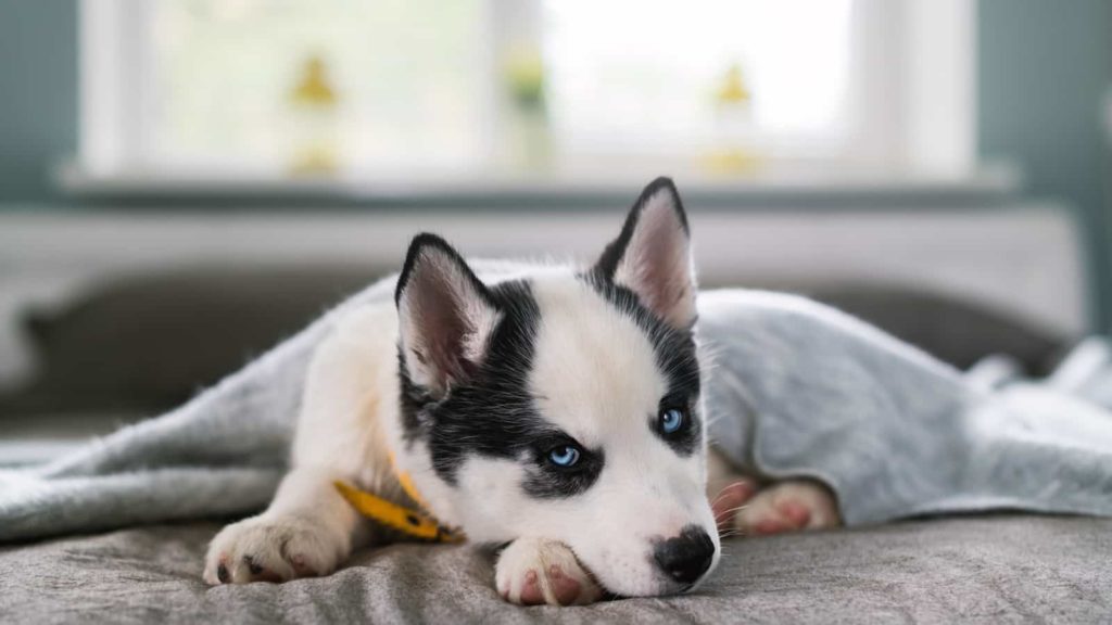 Husky puppy under a blanket