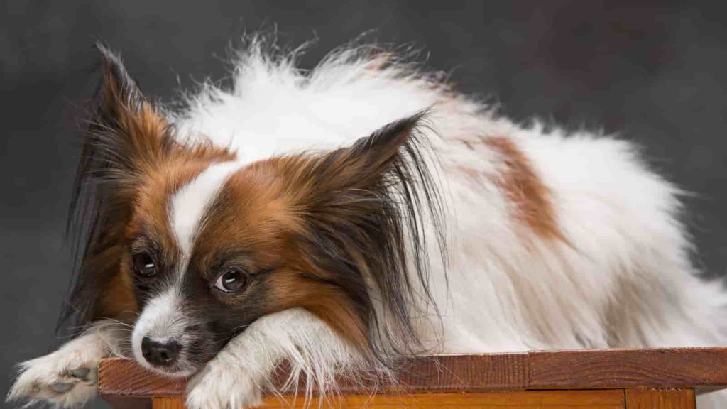 Papillon laying on  a bench looking sad