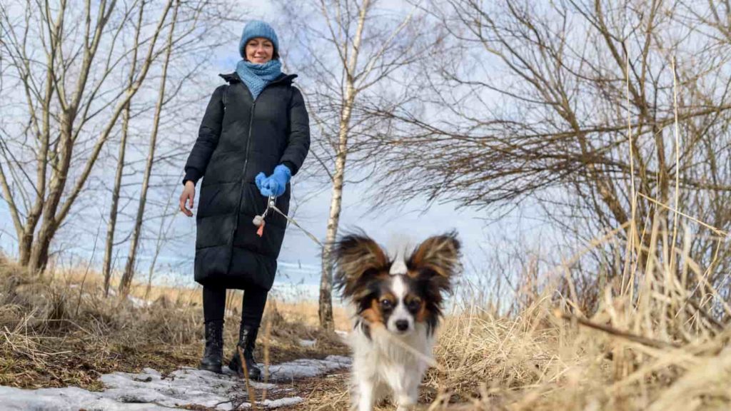 Women walking papillon dog in the winter time