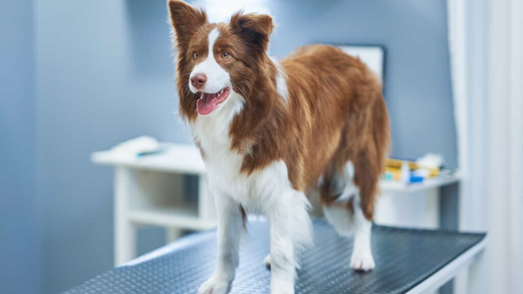 Border Collie on grooming table