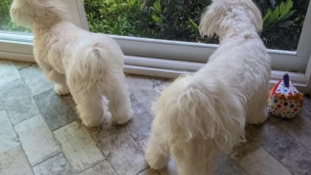 two maltese dogs with fluffy tails looking out the window