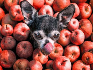 Chihuahua licking nose sitting in apples