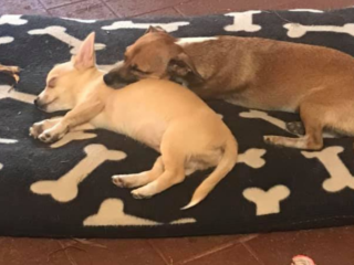 Two Chihuahuas sleeping