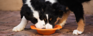 two Border collies eating food out of a bowl