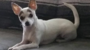 white Chihuahua staring