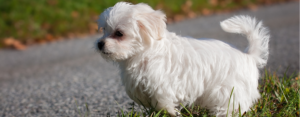 Maltese dog sitting in grass with tail arched upward