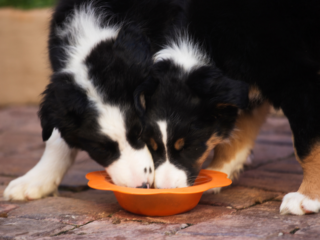 Border Collies Eating from an orange dish