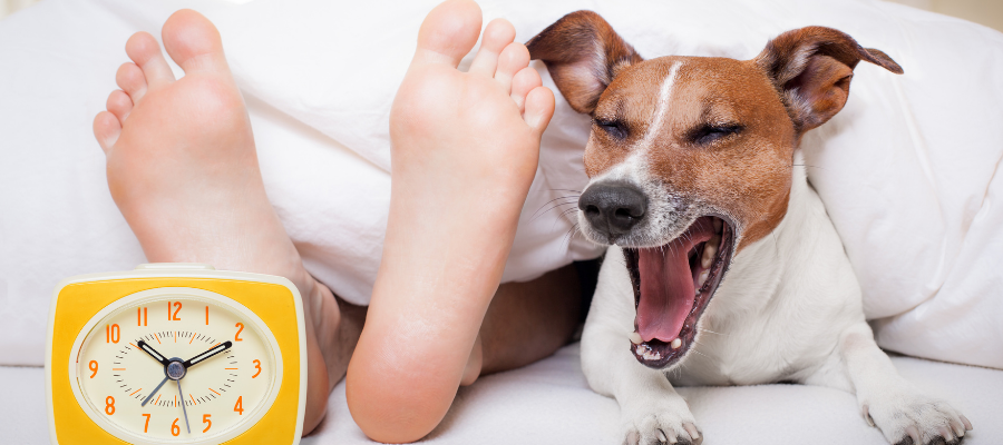 Jack Russell Terrier yawning next to owners feet and a clock