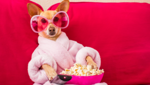 Chihuahua wearing a robe holding a remote eating popcorn