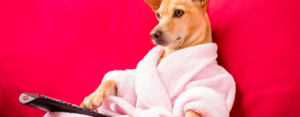 Chihuahua wearing a robe holding a remote
