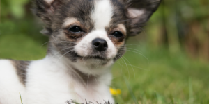 a black and white puppy chihuahua