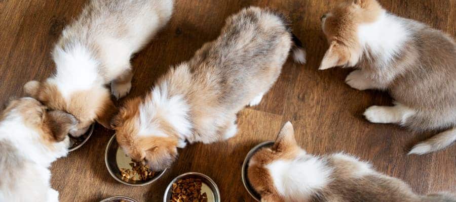Puppies eating from different bowls
