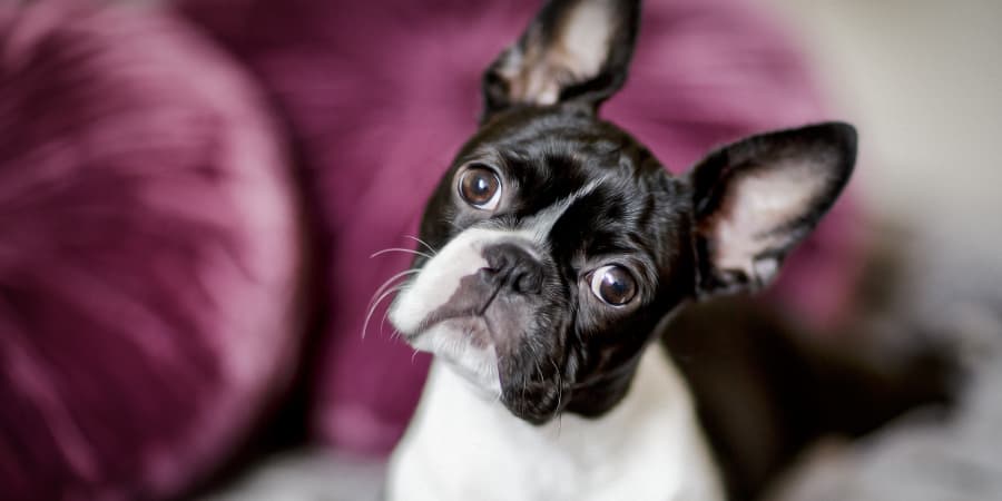 Boston Terrier with head tilted to one side