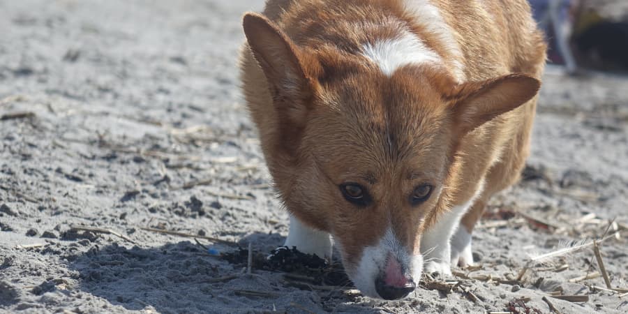 Corgi on the Beach sniffing in the sand for something