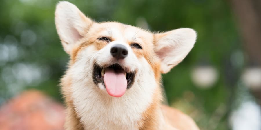 Corgi smiling and sticking it's tongue out licking the air
