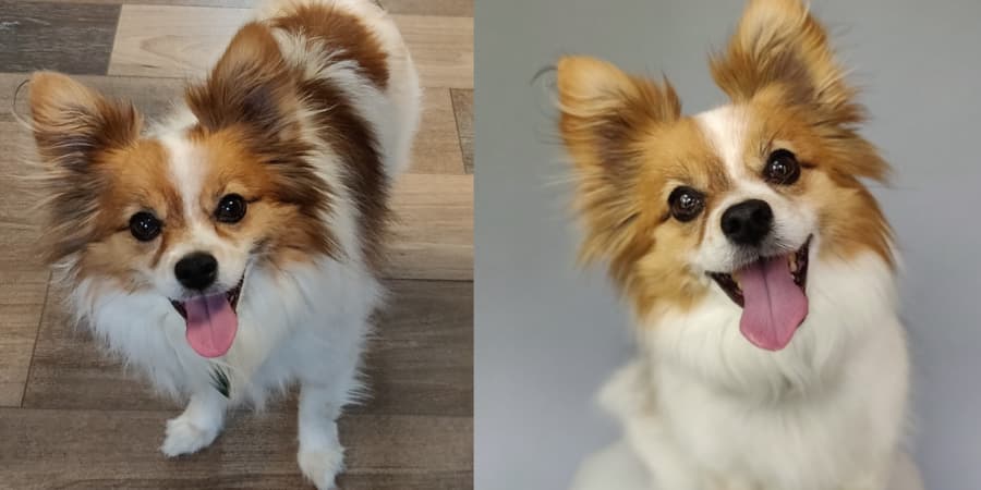 Happy papillon portrait side by side with tongue hanging out. 