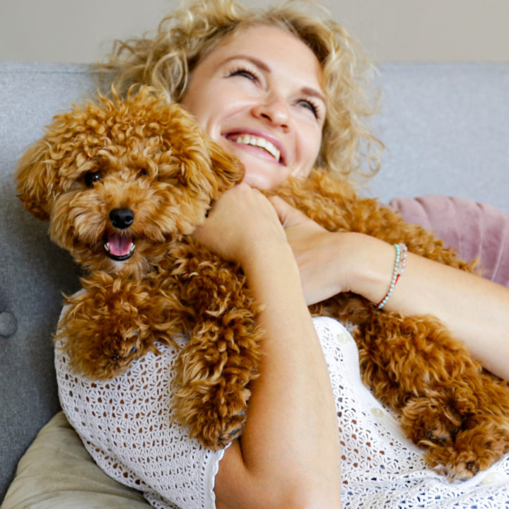 This is Why Your Maltipoo Follows You Everywhere? (What to do!) | Paws ...