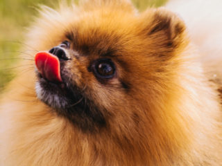 Pomeranian licking it's nose