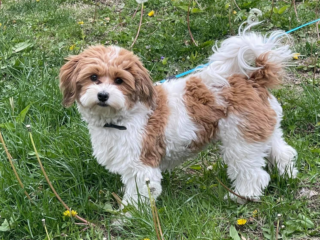 brown and white Havanese standing on grass