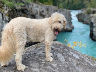 Goldendoodle standing next to a river