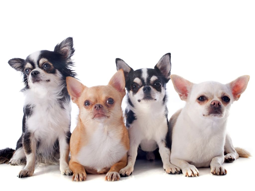 Group of 4 chihuahuas sitting next to each other. 