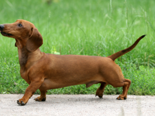 Dachshund with a long tail