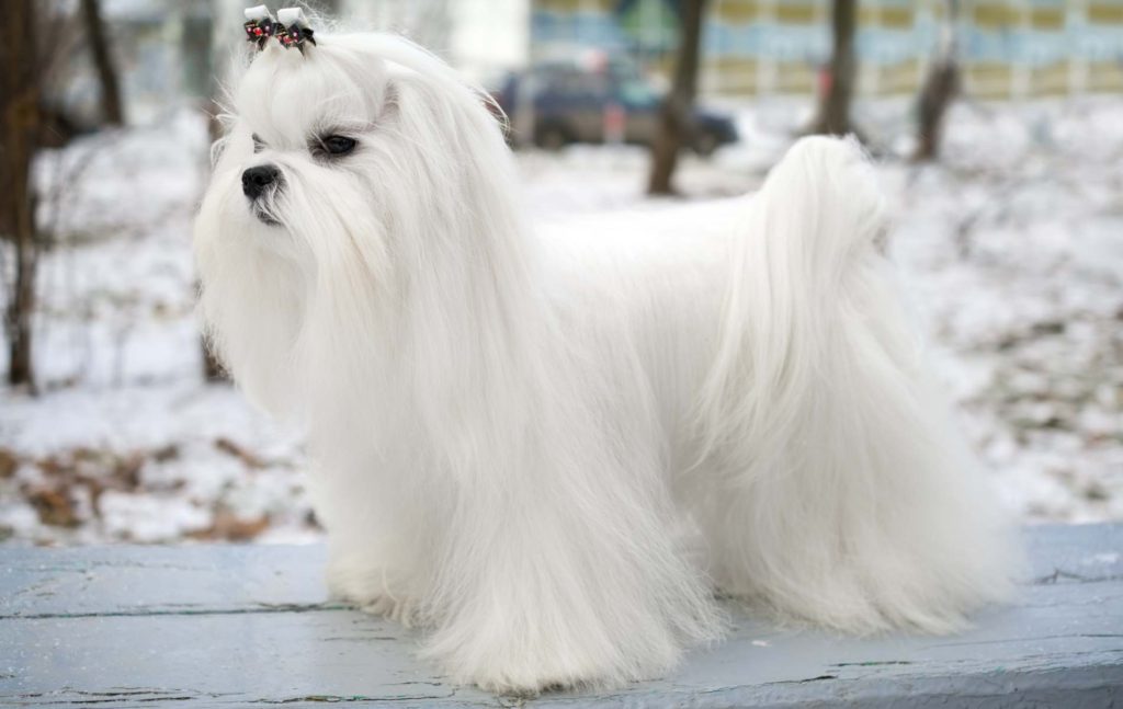 Maltese dog with long flowing white hair. Standing on a bench with snow in the background. 
