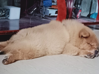 Chow Chow sleeping in a sploot