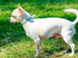 White Chihuahua with arced tail