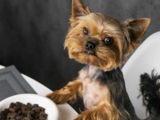 Yorkie looking at owner with food bowl in front