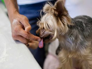 Yorkie licking owners finger