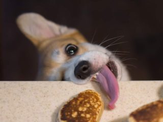 Corgi reaching out to a pancake with its tongue