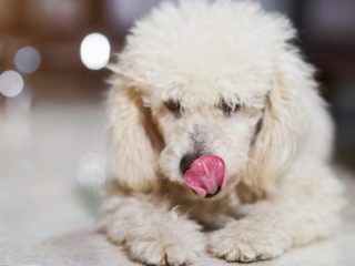 Poodle licking
