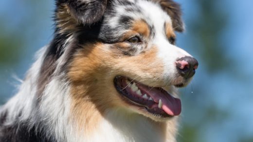 Australian Shepherd Teeth Complete Guide (Cleaning, Problems, and More ...