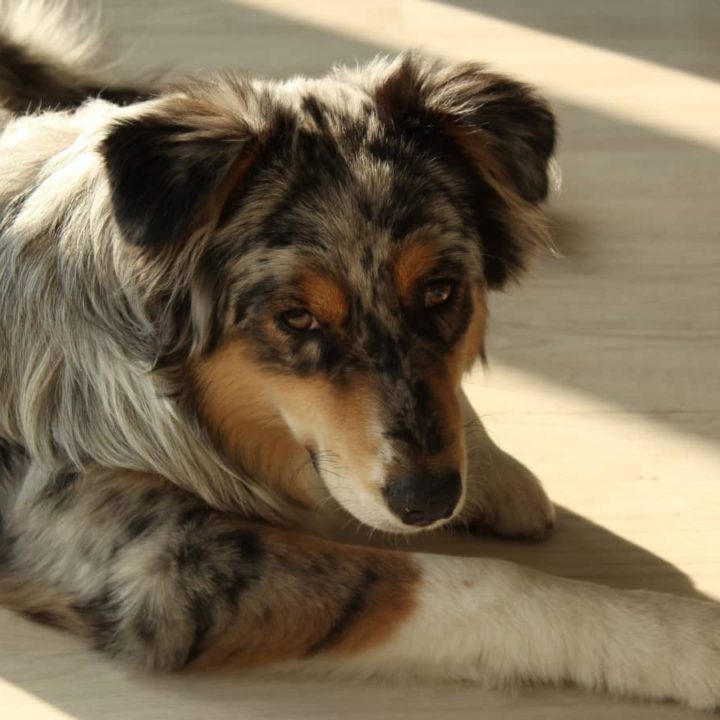 7 Reasons Why Your Australian Shepherd Whines (Quick Solutions Guide ...