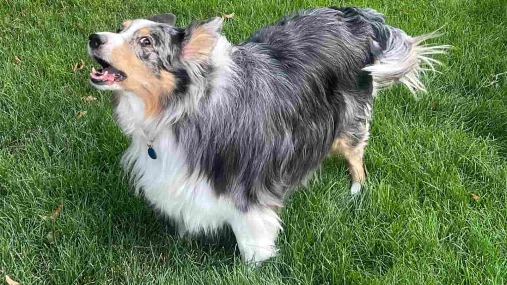 Vulkan Opdater Nogen som helst Australian Shepherd Barking Complete Guide? (With Tips from Owners) – Paws  and Learn